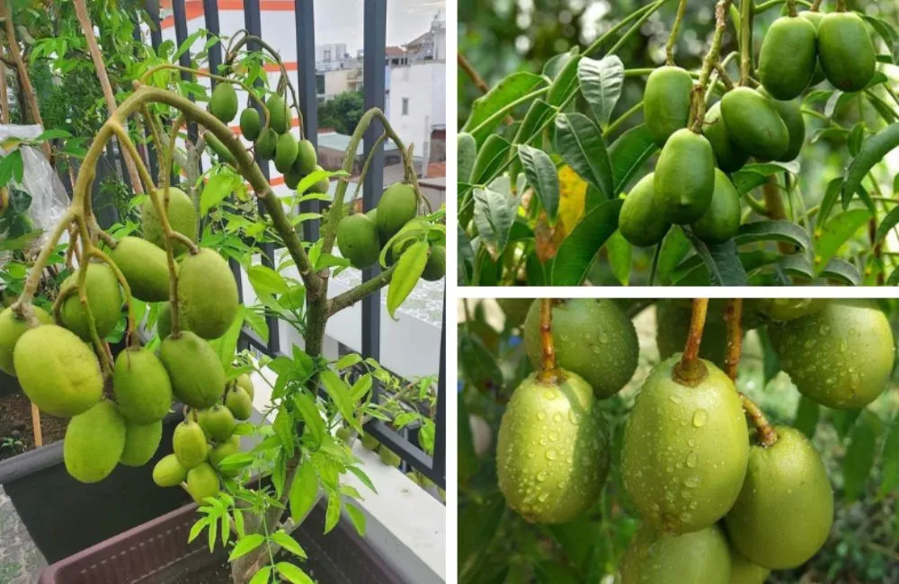 Cây giống cóc