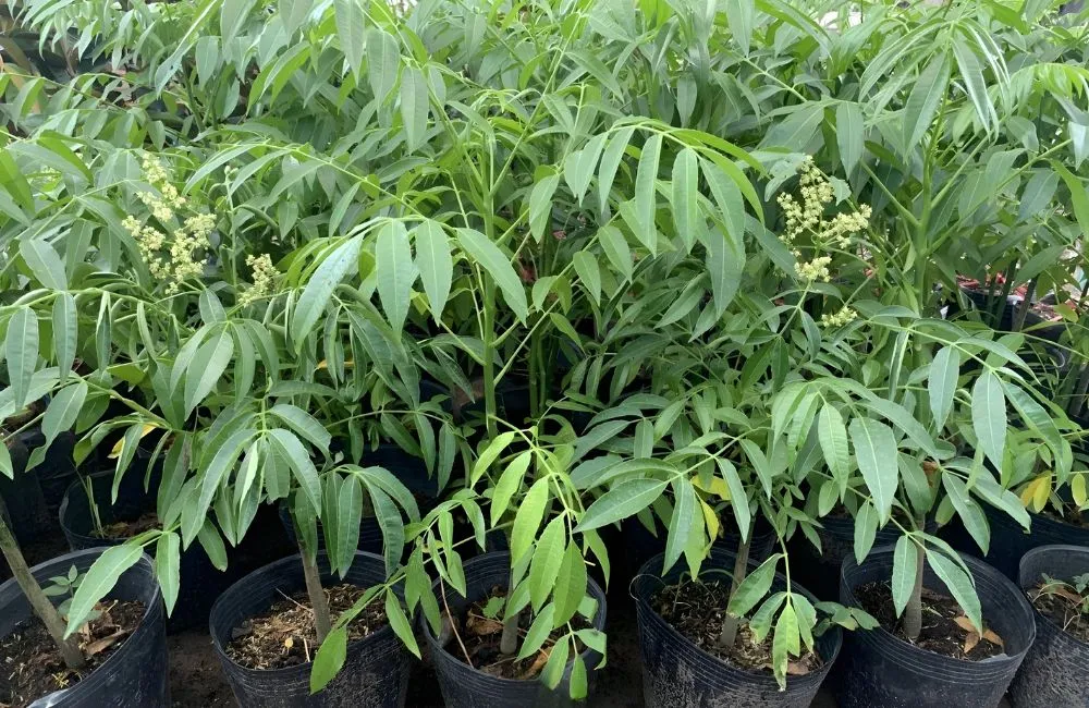 Cây giống cóc