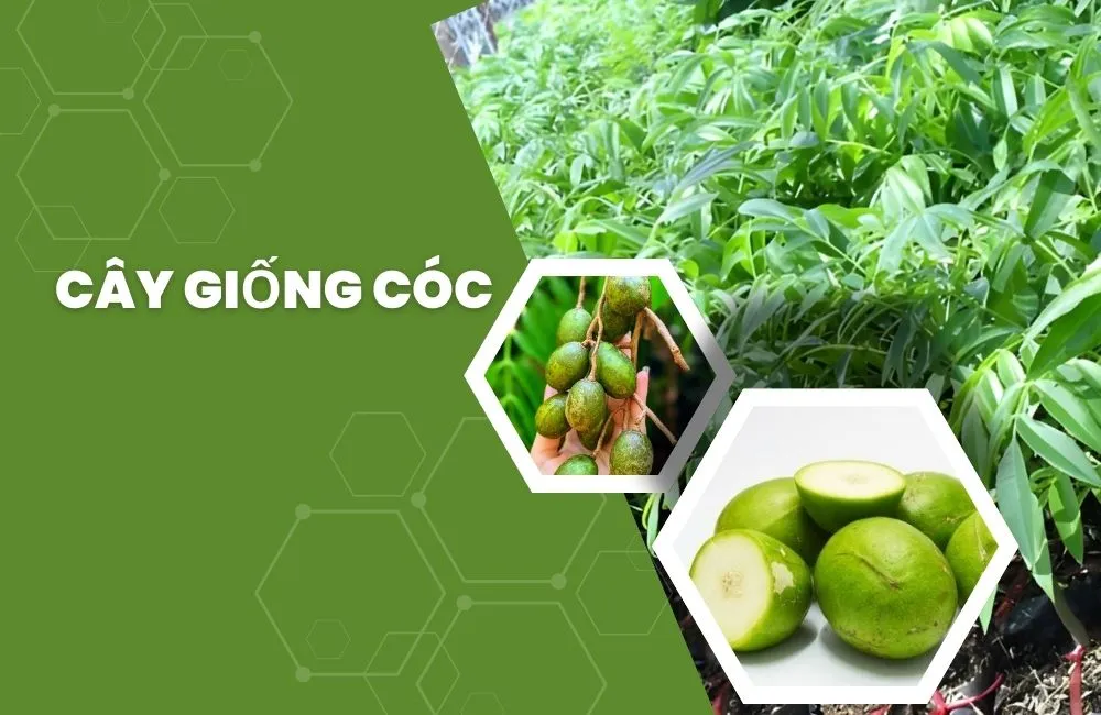 Cây giống cóc