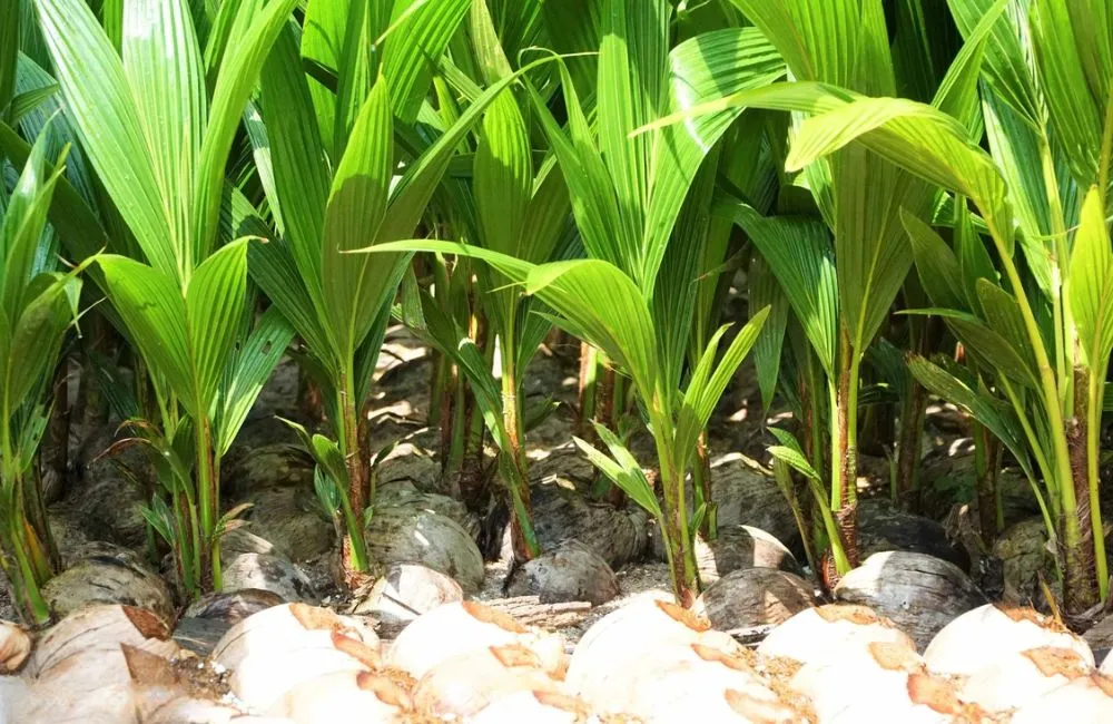 Cây giống dừa