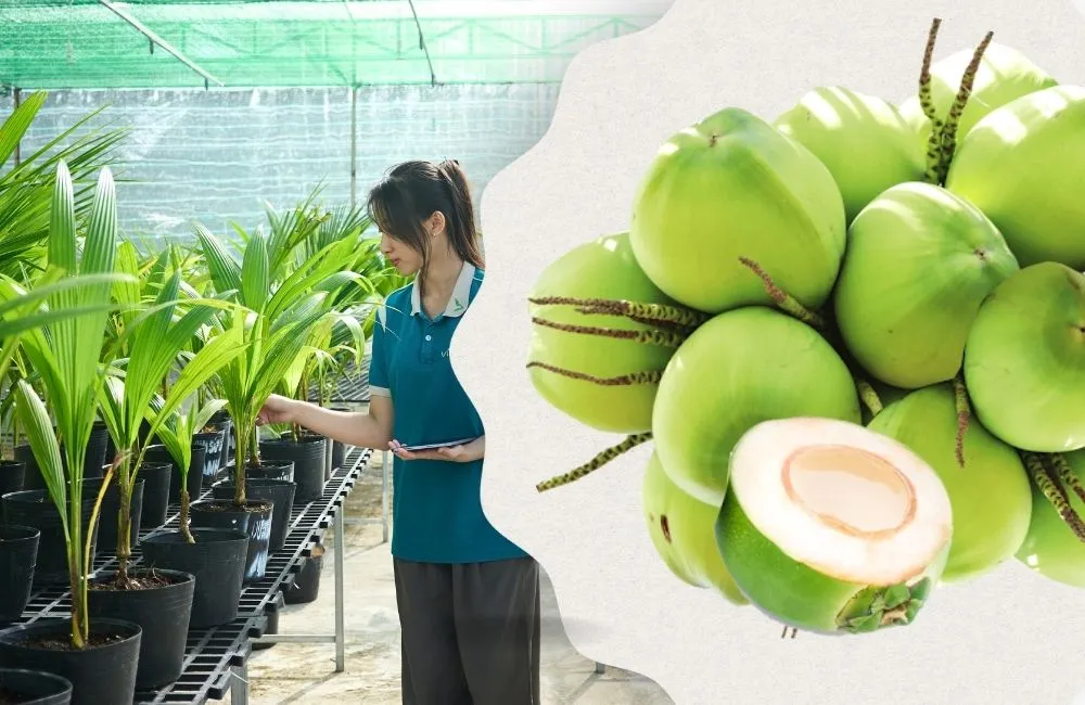 Cây giống dừa