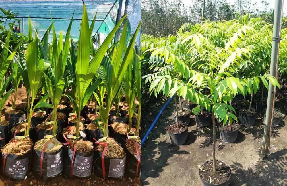 Các dòng cây giống ghép hiện có tại ViGen