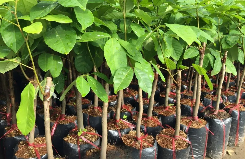 Tiêu chí chọn mua cây giống ghép chất lượng