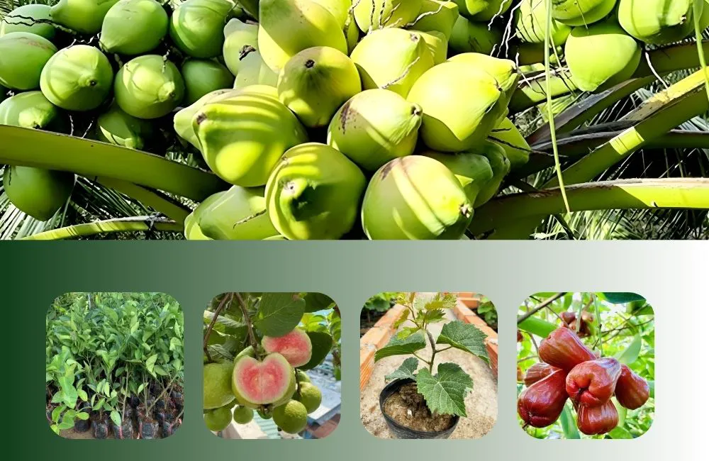 cây giống ghép