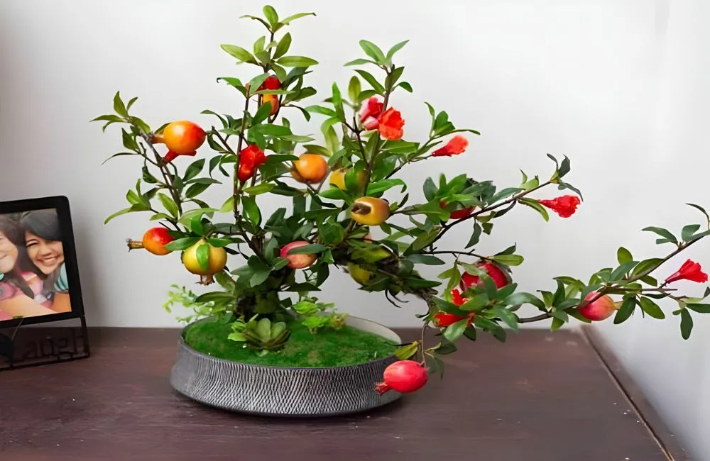 Cây giống lựu cảnh