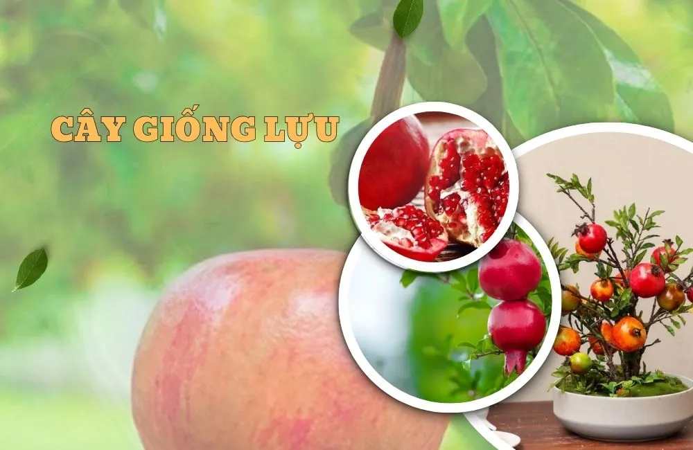 Cây giống lựu