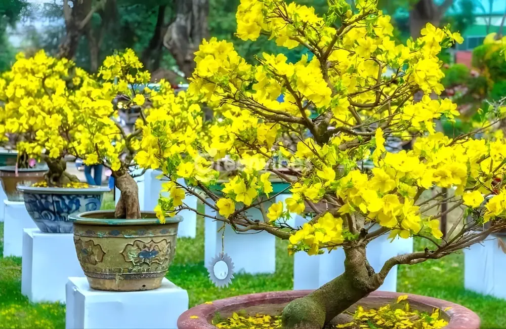 Tiêu chí lựa chọn Mai vàng phù hợp