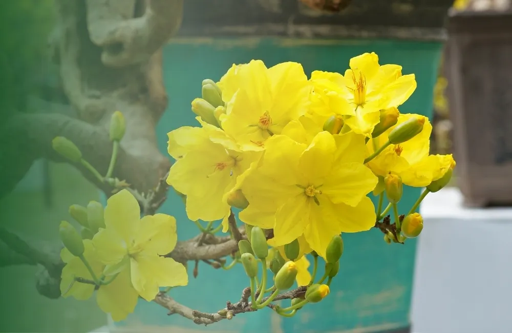 Giới thiệu chung về Mai vàng