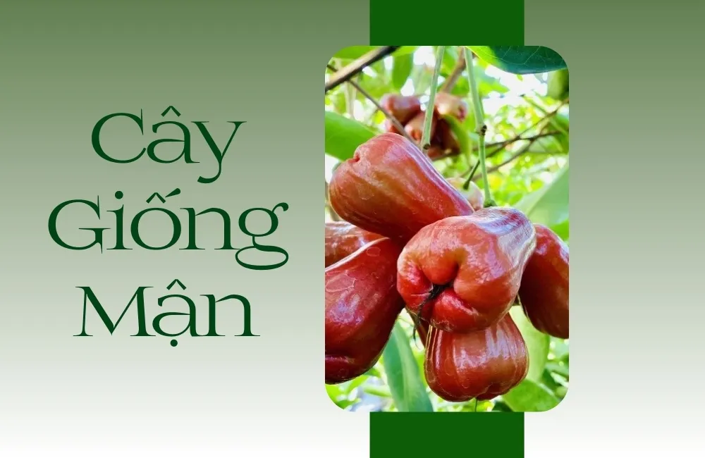 Cây giống mận