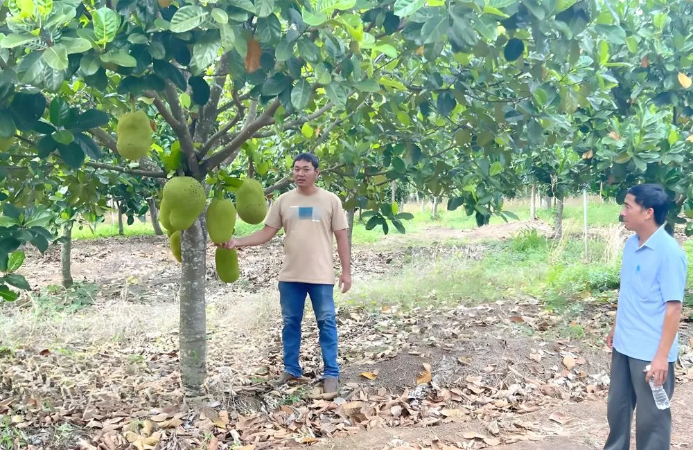 Đặc điểm cây giống mít