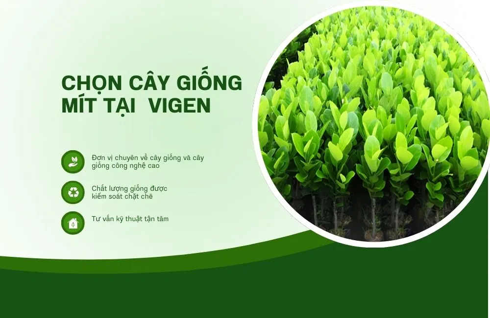 Chọn cây giống mít tại ViGen