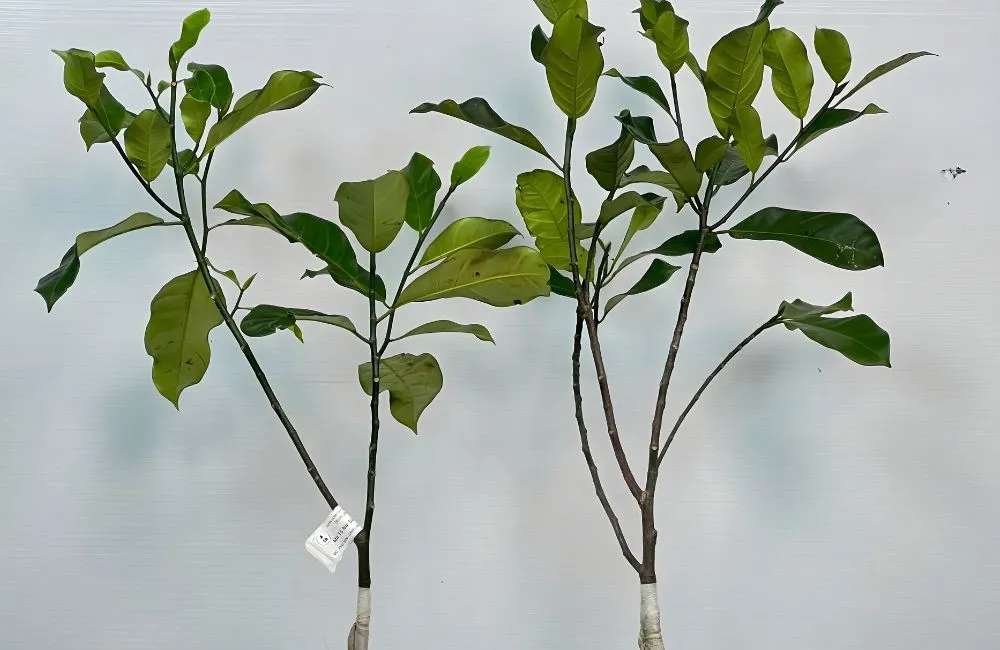Cây giống mít Sầu Riêng