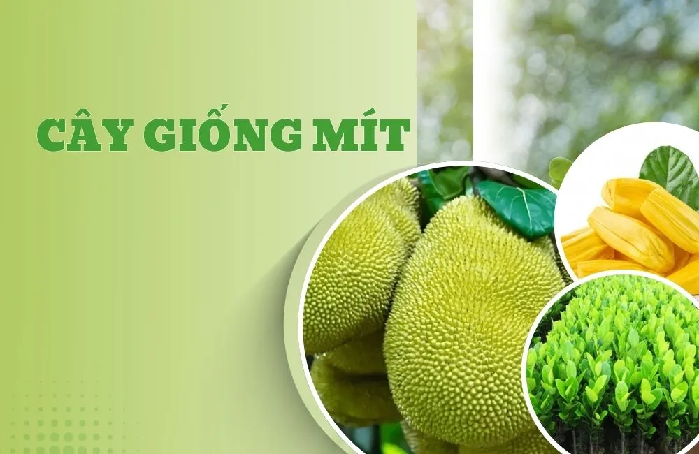 Cây giống mít
