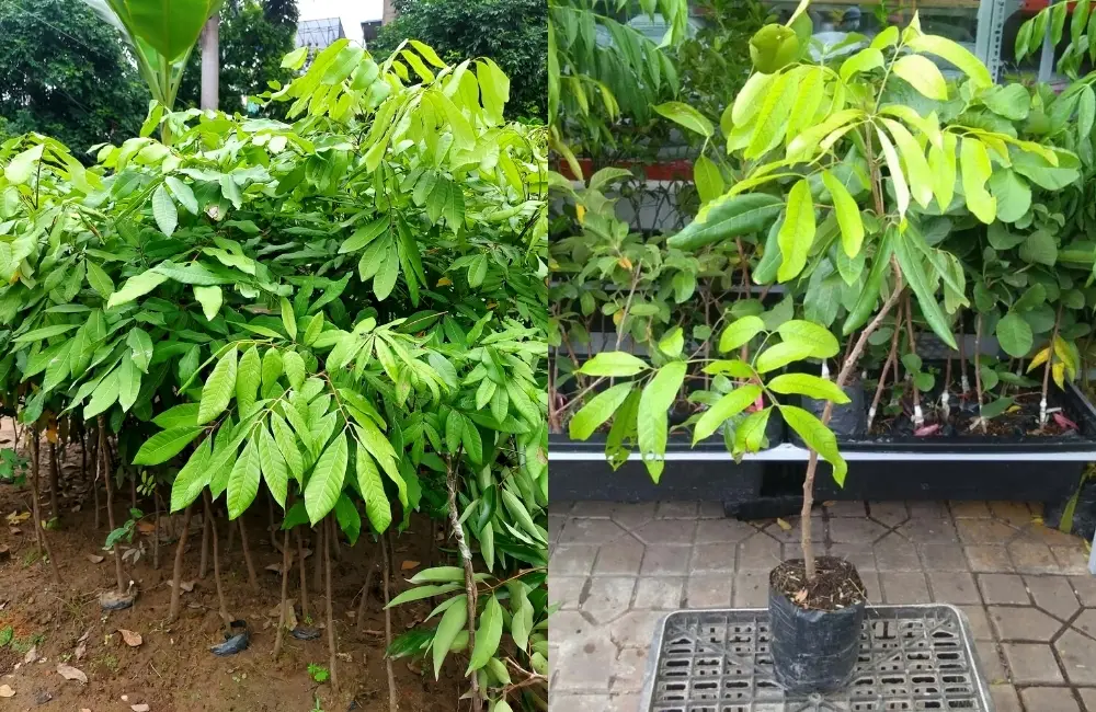 Điểm nổi bật cây giống nhãn tại ViGen