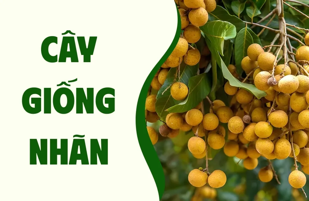 Cây giống nhãn
