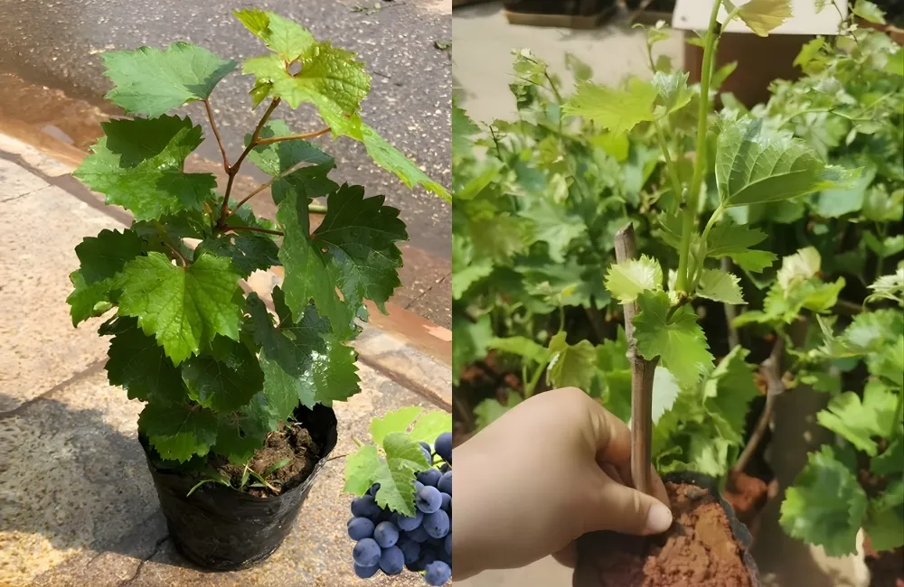 Các dòng cây giống nho có tại ViGen