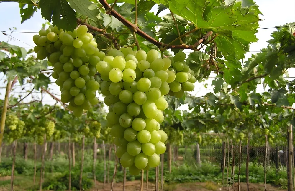 Giá cây giống nho tham khảo trên thị trường