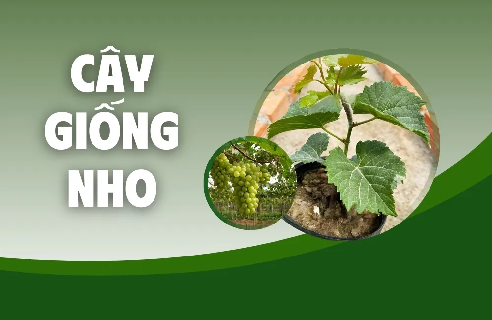 Cây giống nho