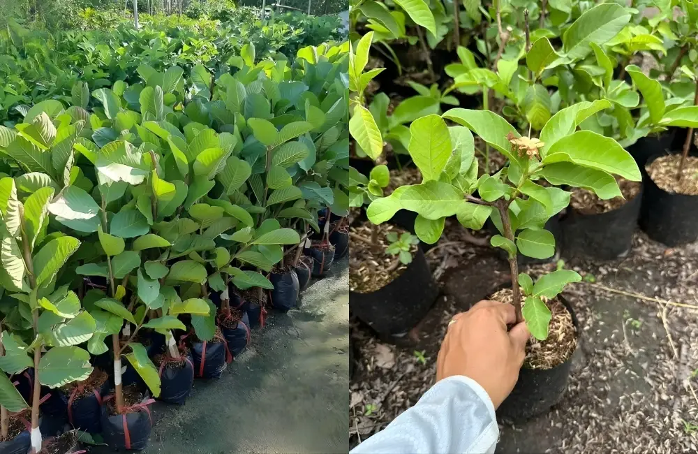 Các dòng cây giống ổi có tại ViGen