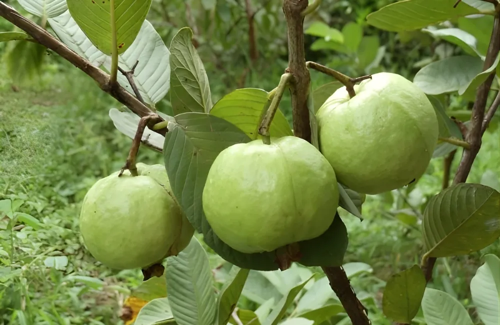 Giá cây giống ổi tham khảo