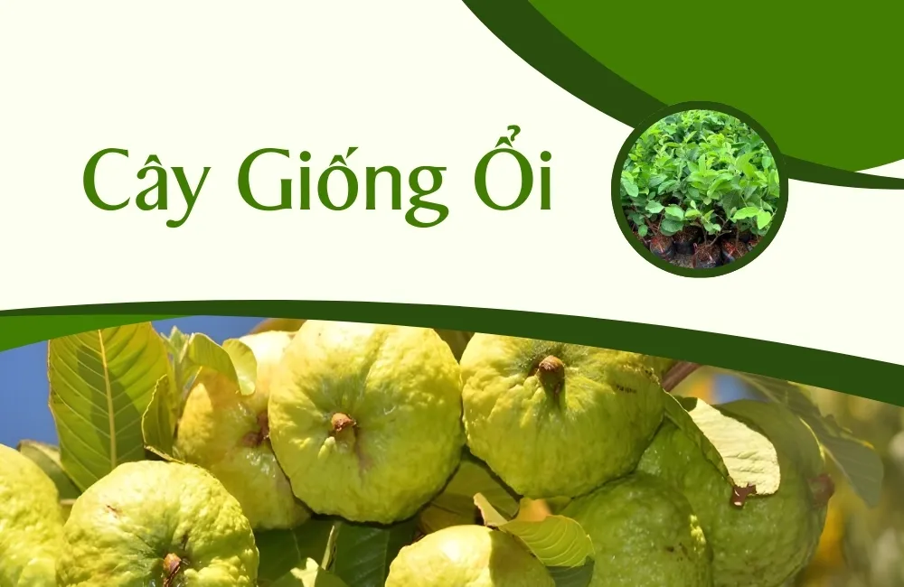 Cây giống ổi