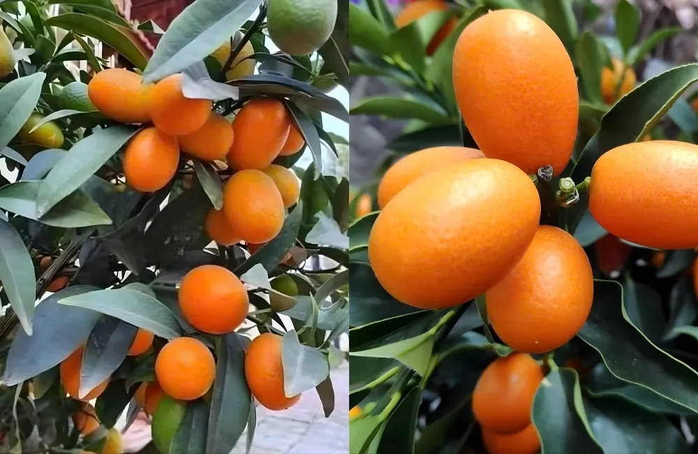 Vì sao nên chọn mua cây giống tắc tại ViGen?