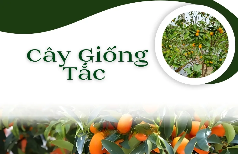 cây giống tắc