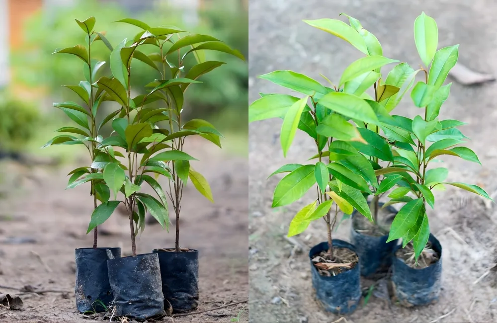 Ưu điểm nổi bật của cây giống vú sữa ViGen