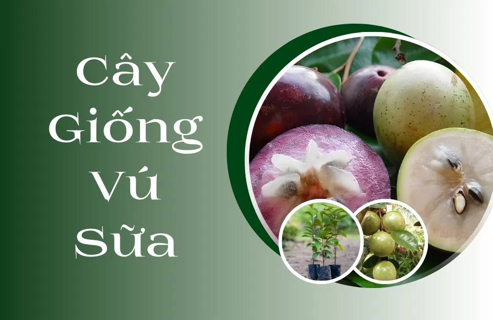 cây giống vú sữa