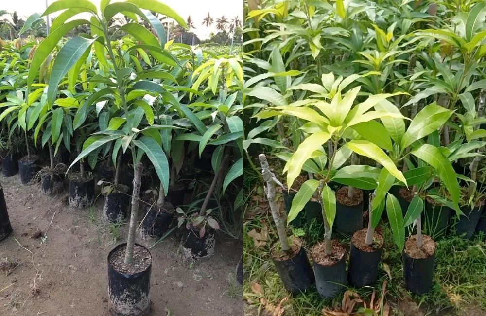 Các dòng cây giống xoài có tại ViGen