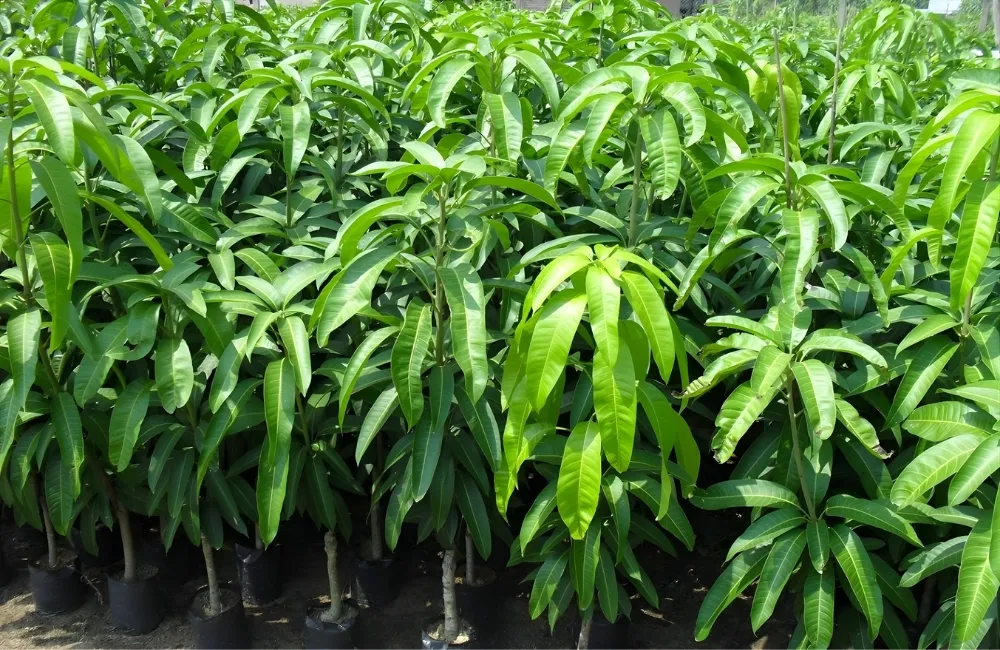 Giá cây giống xoài tham khảo