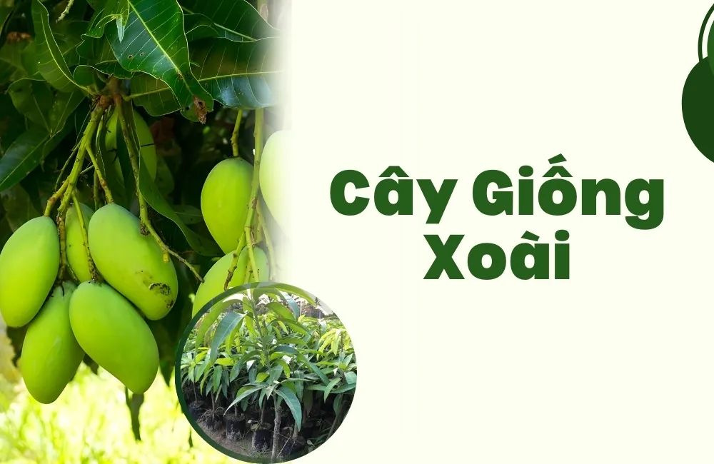 cây giống xoài