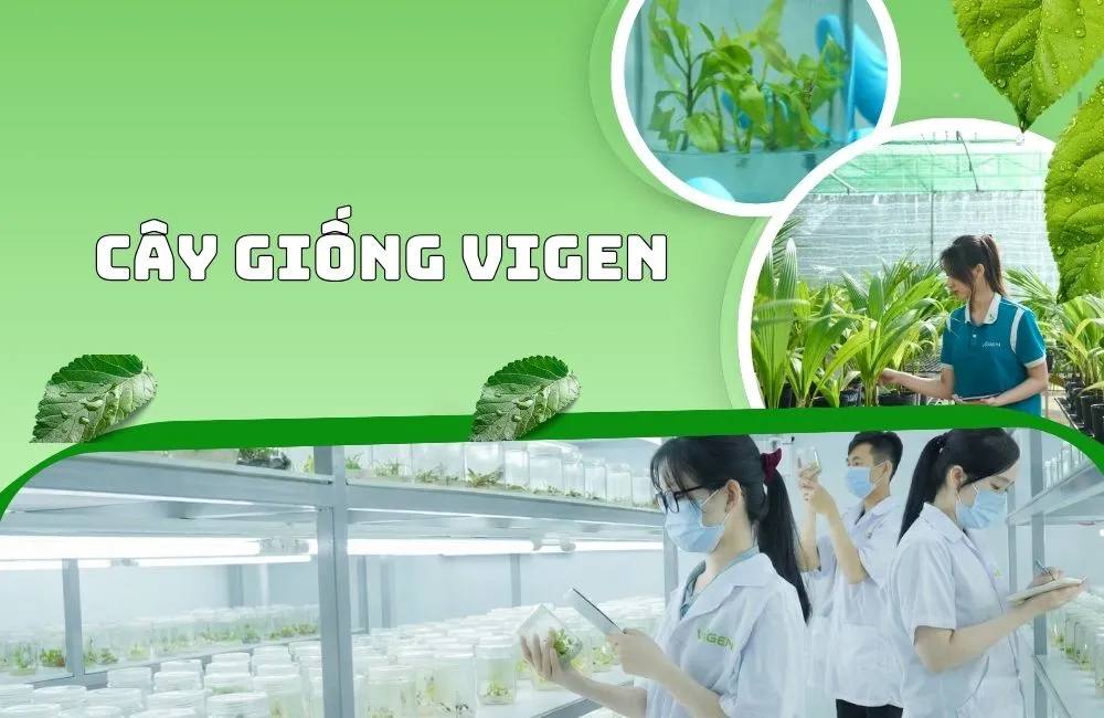 Cây Giống