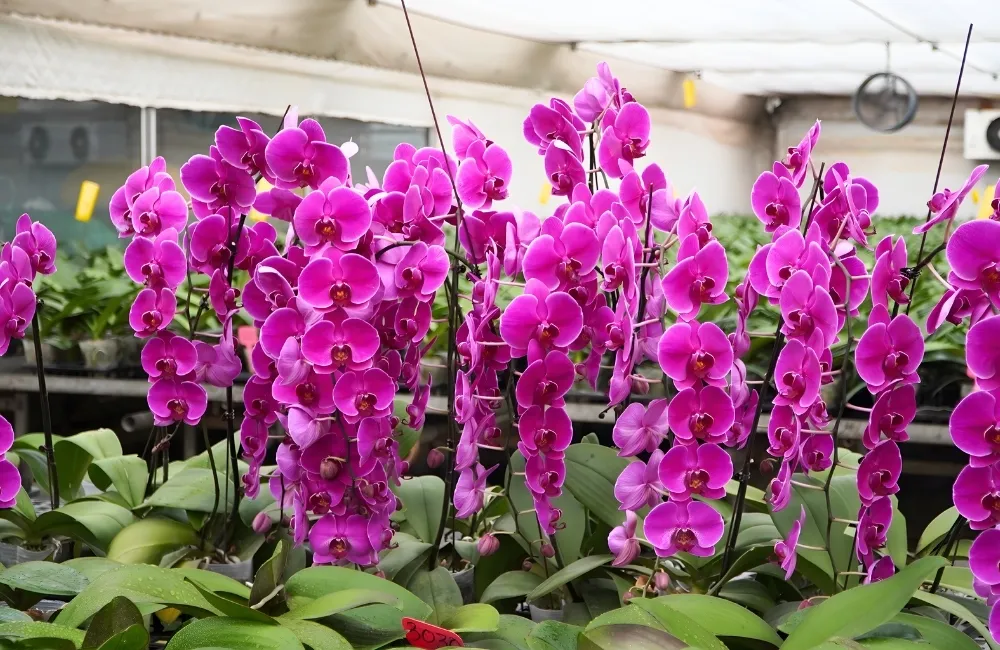 Vì sao nên chọn Cây Hoa Kiểng tại ViGen?