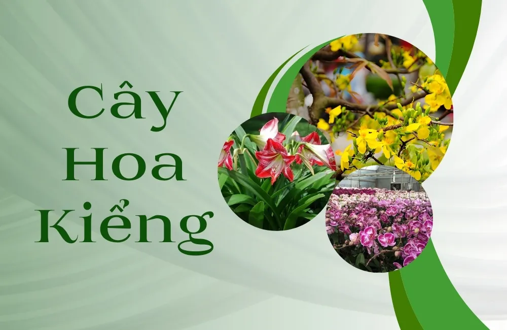 Cây Hoa Kiểng