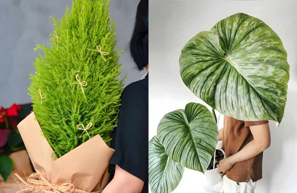 Vì sao nhiều người tin chọn Cây Kiểng Lá tại ViGen?