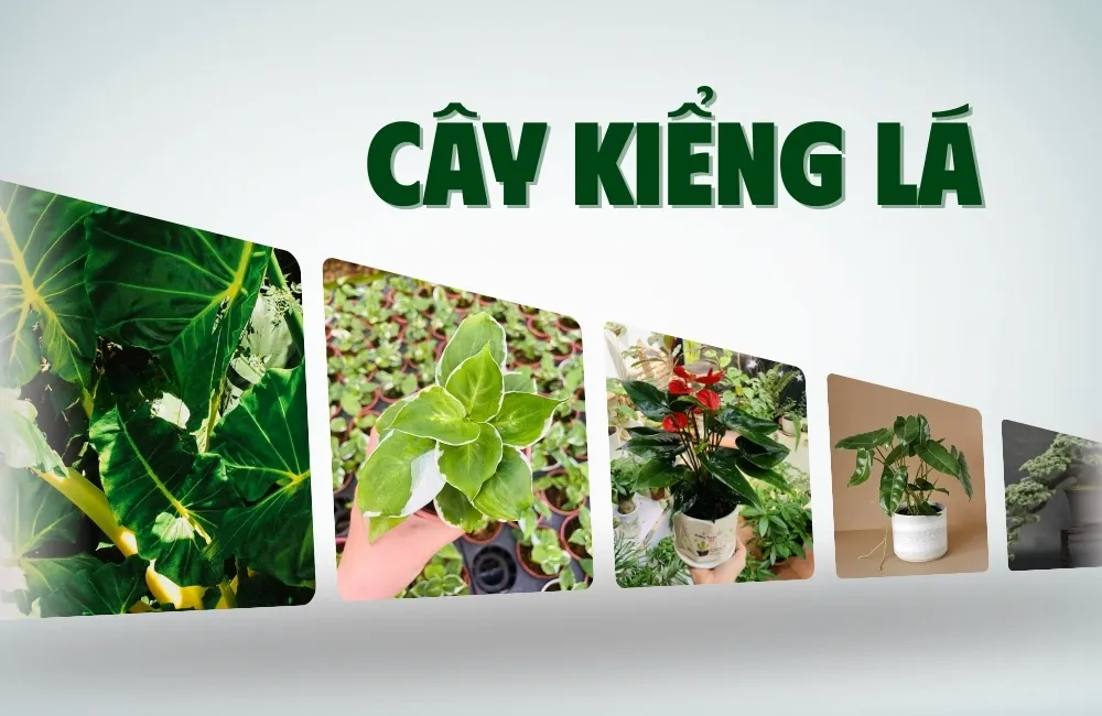 Cây kiểng lá