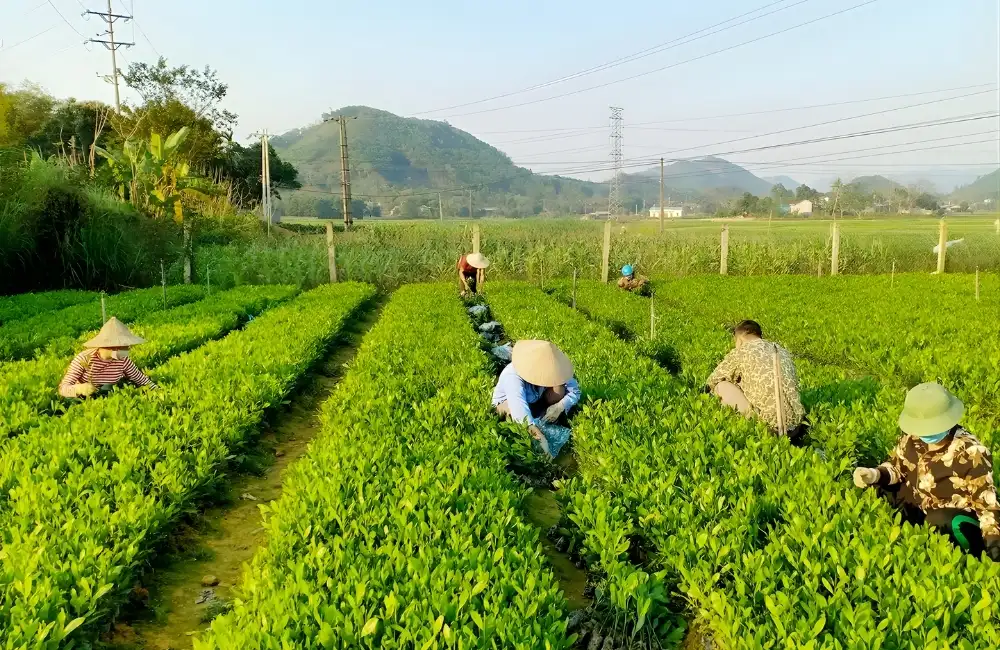 Các giống cây lâm nghiệp ViGen đang phát triển