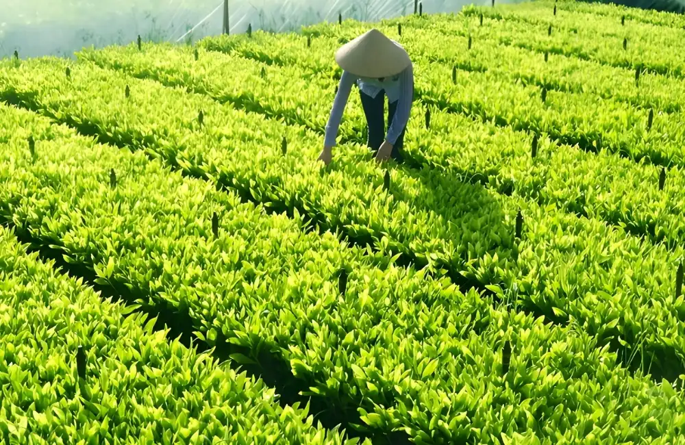 Giá cây lâm nghiệp tham khảo trên thị trường