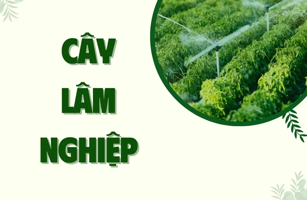 Cây lâm nghiệp
