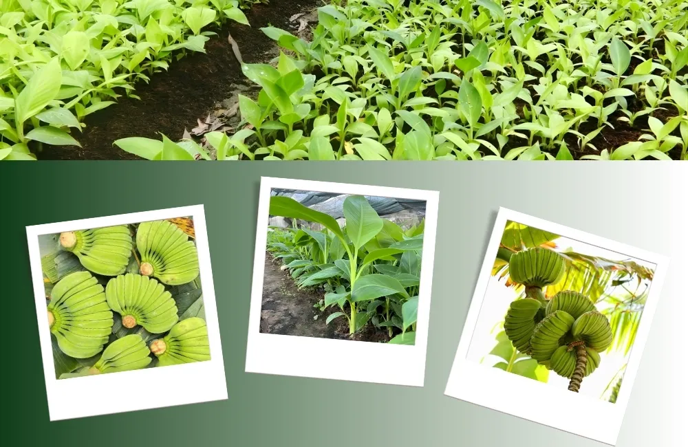 Công nghệ cấy mô chuối bàn tay phật