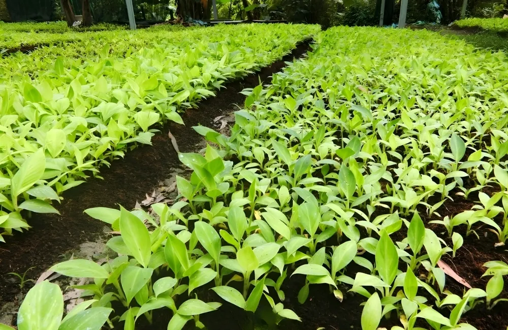 Phân loại theo nguồn gốc giống