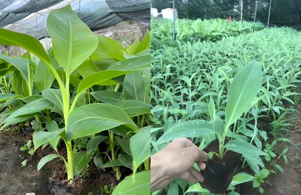 Tổng quan kỹ thuật trồng và chăm sóc