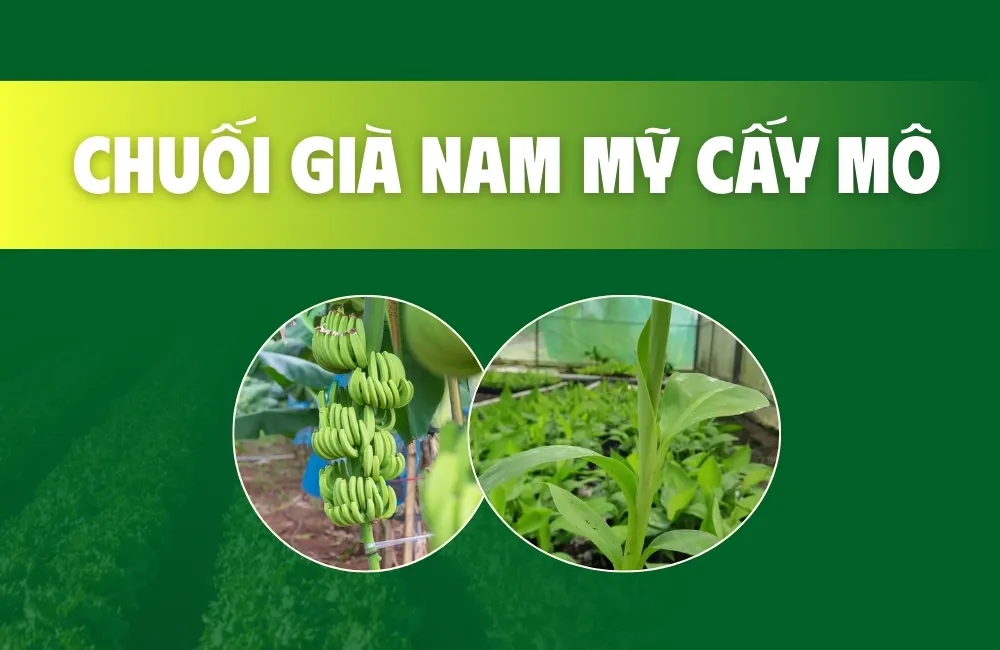 chuối già nam mỹ cấy mô