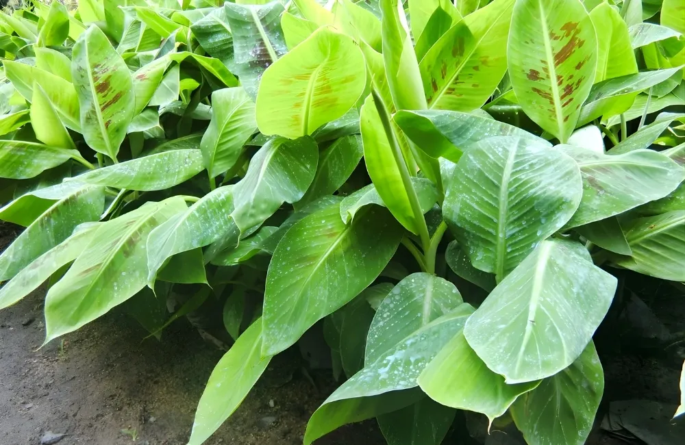 Các dòng và nhóm chuối Già Nam Mỹ phổ biến hiện nay