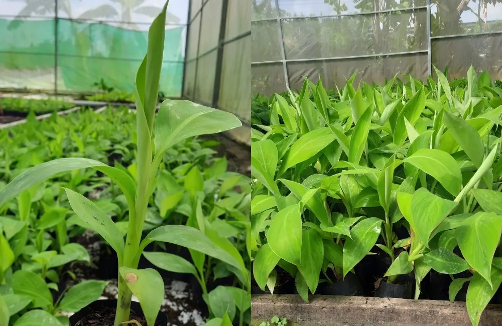 Tổng quan kỹ thuật trồng và chăm sóc chuối Già Nam Mỹ
