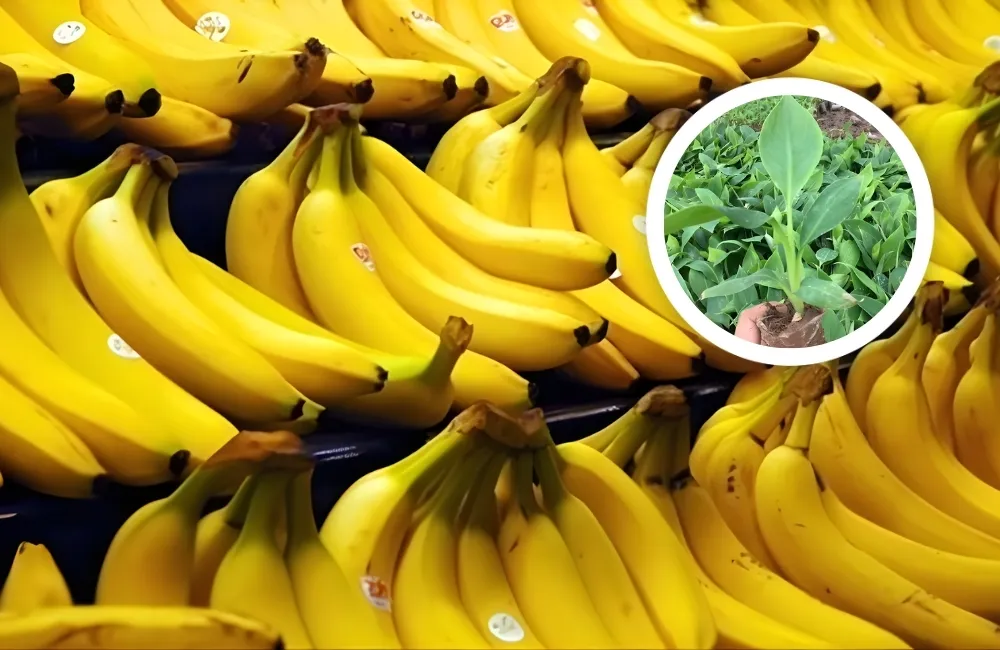 Tổng quan về cây Chuối Laba cấy mô