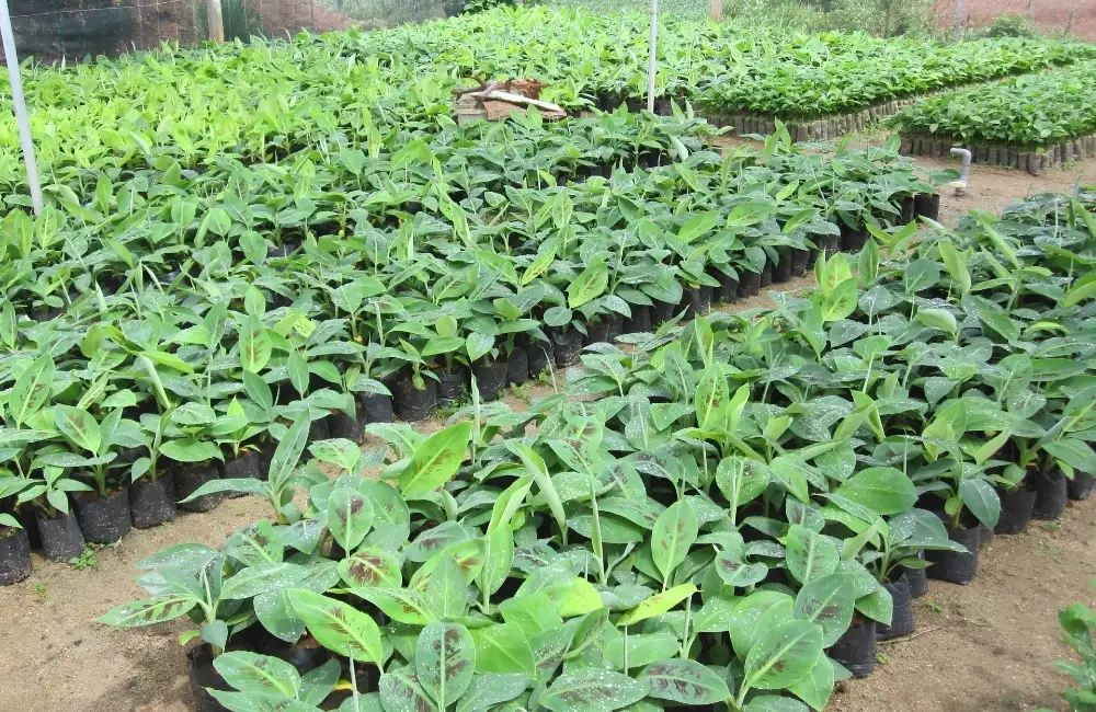 Các dòng và nhóm Chuối Laba phổ biến hiện nay