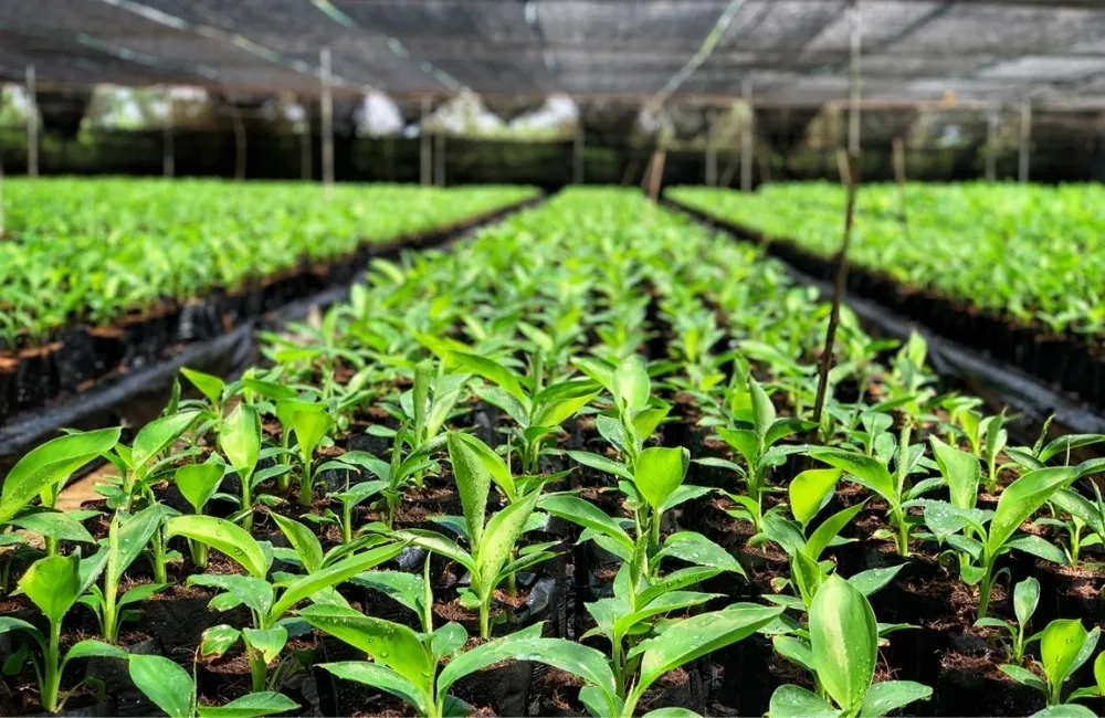Tổng quan kỹ thuật trồng và chăm sóc Chuối Laba