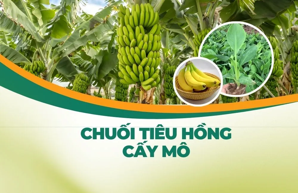 Chuối tiêu hồng cấy mô